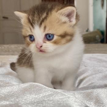 chaton British Shorthair chocolate ticked tabby bicolor BASSAI Chatterie des 7'N Rock