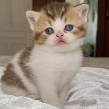 chaton British Shorthair chocolate ticked tabby bicolor BASSAI Chatterie des 7'N Rock