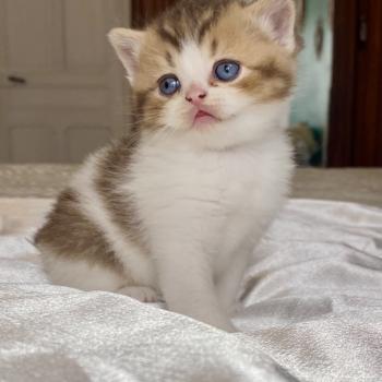 chaton British Shorthair chocolate ticked tabby bicolor BASSAI Chatterie des 7'N Rock