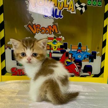 chaton British Shorthair chocolate ticked tabby bicolor BASSAI Chatterie des 7'N Rock