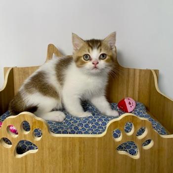 chaton British Shorthair chocolate ticked tabby bicolor BASSAI Chatterie des 7'N Rock
