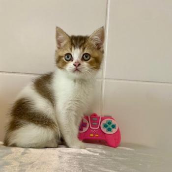 chaton British Shorthair chocolate ticked tabby bicolor BASSAI Chatterie des 7'N Rock