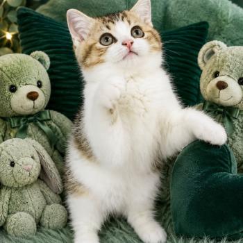 chaton British Shorthair chocolate ticked tabby bicolor BASSAI Chatterie des 7'N Rock