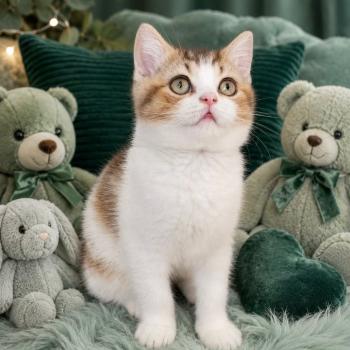 chaton British Shorthair chocolate ticked tabby bicolor BASSAI Chatterie des 7'N Rock