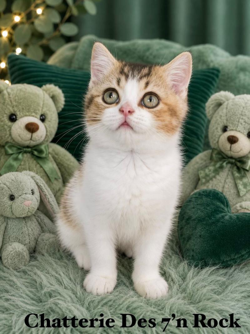BASSAI des 7'N Rock Mâle British Shorthair