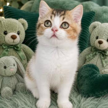 chaton British Shorthair chocolate ticked tabby bicolor BASSAI Chatterie des 7'N Rock