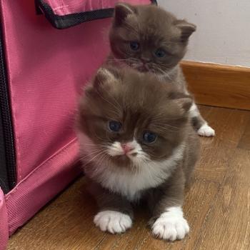 chaton British Shorthair chocolate bicolor BAZOUK Chatterie des 7'N Rock