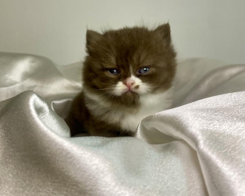BAZOUK des 7'N Rock Mâle British Shorthair