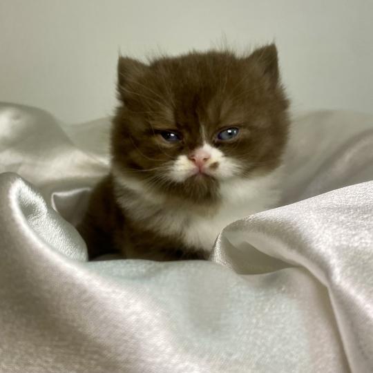 BAZOUK des 7'N Rock Mâle British Shorthair