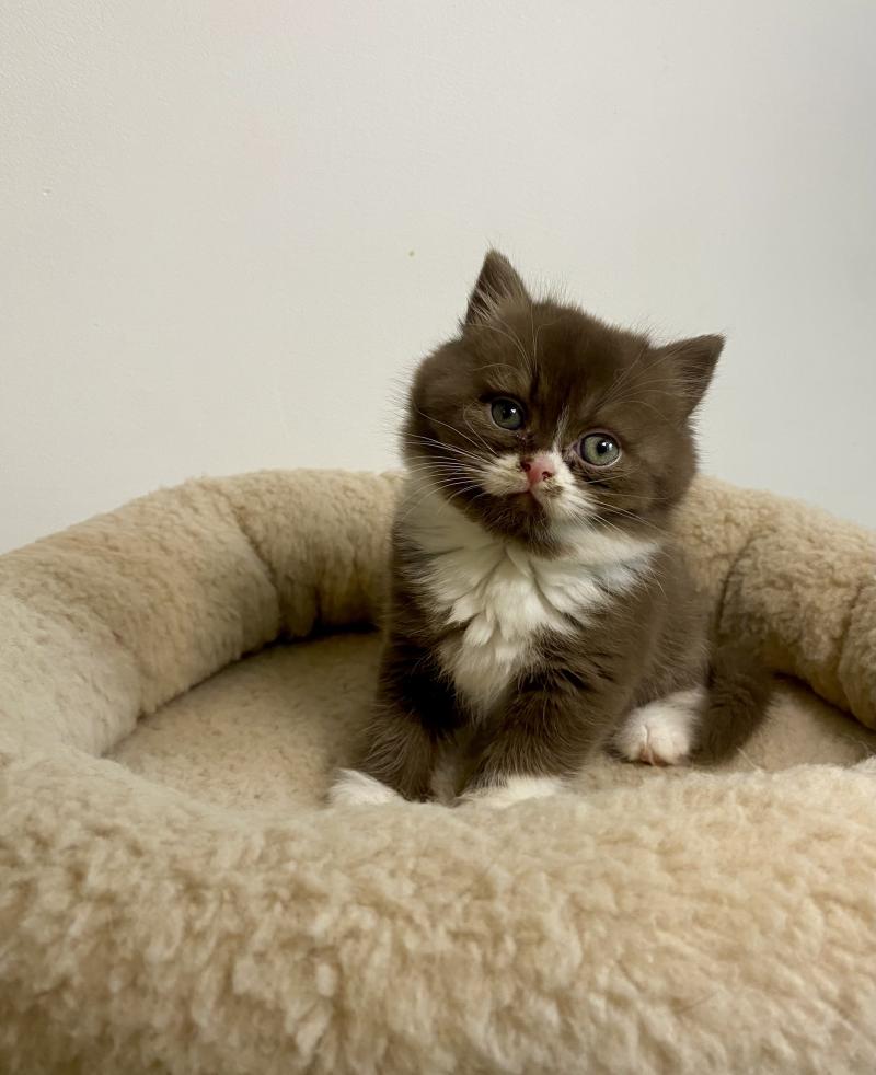 BAZOUK des 7'N Rock Mâle British Shorthair
