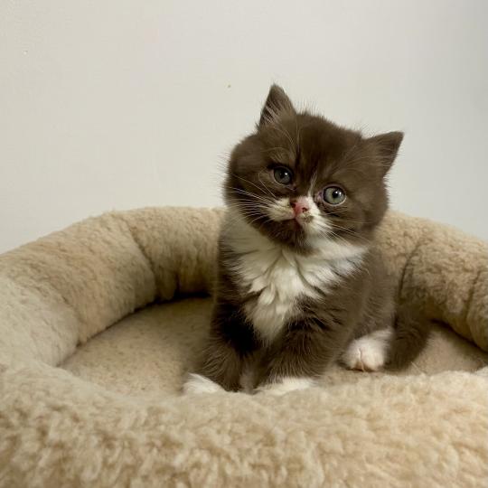 BAZOUK des 7'N Rock Mâle British Shorthair