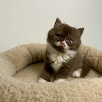 chaton British Shorthair chocolate bicolor BAZOUK Chatterie des 7'N Rock