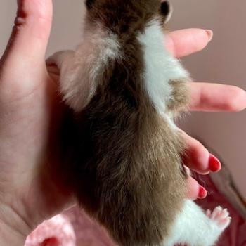 chaton British Shorthair chocolate bicolor BELKYO Chatterie des 7'N Rock