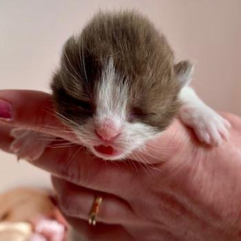 chaton British Shorthair chocolate bicolor BELKYO Chatterie des 7'N Rock