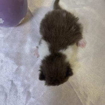 chaton British Shorthair chocolate bicolor BELKYE Chatterie des 7'N Rock