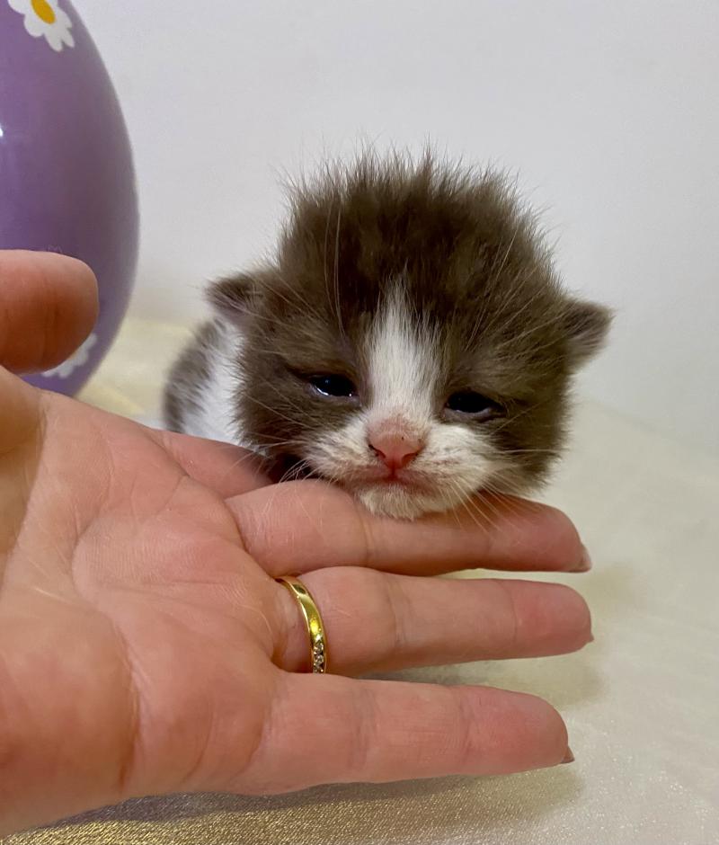 BELKYE Femelle British Shorthair