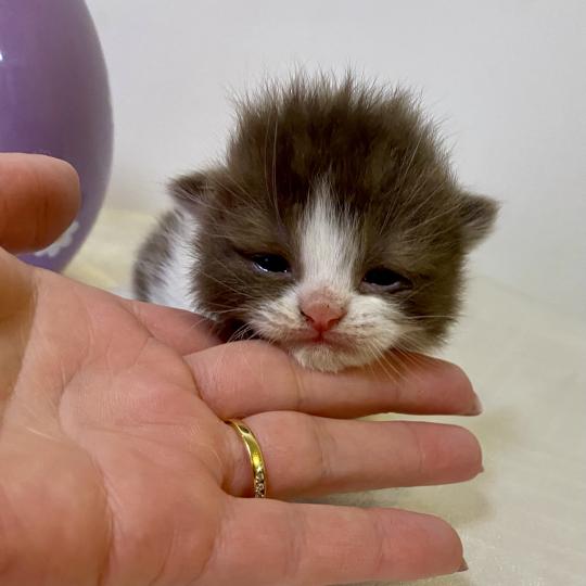 BELKYE Femelle British Shorthair