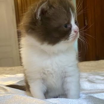 chaton British Shorthair chocolate bicolor BELKYE Chatterie des 7'N Rock