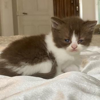 chaton British Shorthair chocolate bicolor BELKYE Chatterie des 7'N Rock