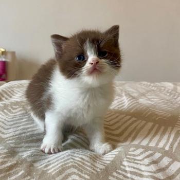 chaton British Shorthair chocolate bicolor BELKYE Chatterie des 7'N Rock