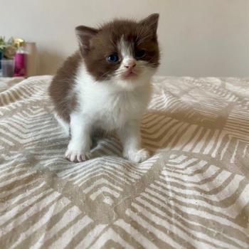 chaton British Shorthair chocolate bicolor BELKYE Chatterie des 7'N Rock
