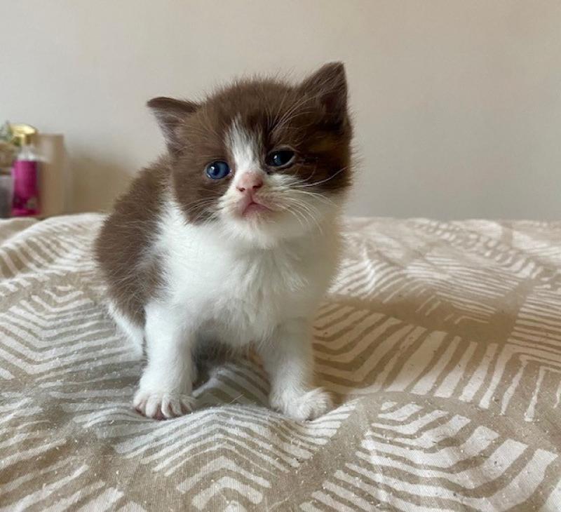 BELKYE Femelle British Shorthair