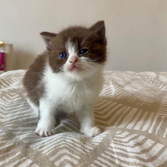 BELKYE Femelle British Shorthair