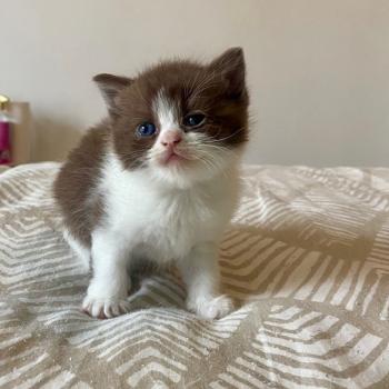 chaton British Shorthair chocolate bicolor BELKYE Chatterie des 7'N Rock