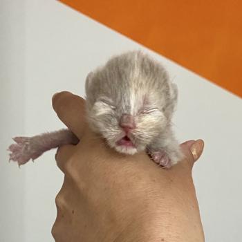 chaton British Shorthair lilac tortie BELYSKA Chatterie des 7'N Rock