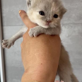 chaton British Shorthair lilac tortie BELYSKA Chatterie des 7'N Rock