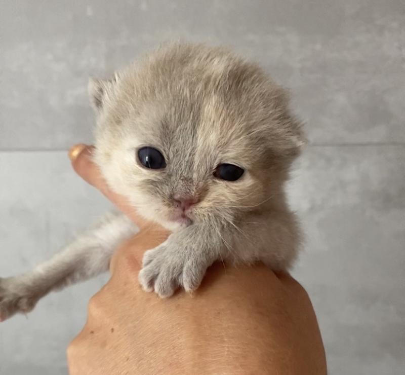 BELYSKA des 7'N Rock Femelle British Shorthair