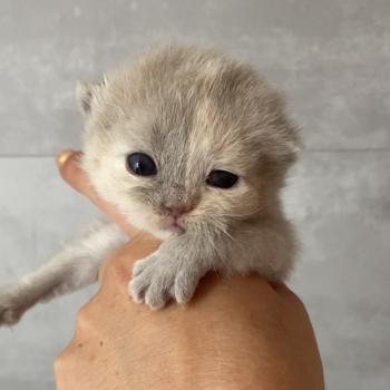 chaton British Shorthair lilac tortie BELYSKA Chatterie des 7'N Rock