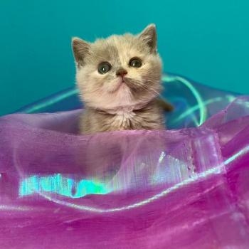 chaton British Shorthair lilac tortie BELYSKA Chatterie des 7'N Rock