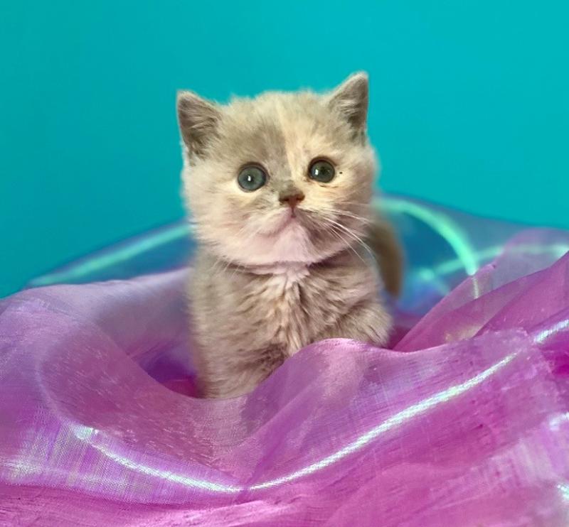 BELYSKA des 7'N Rock Femelle British Shorthair