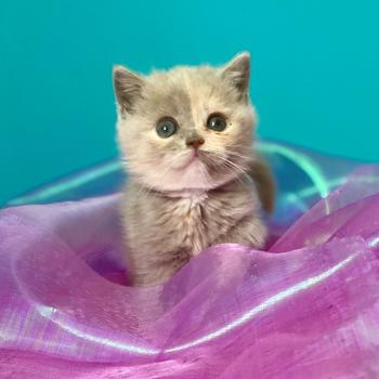 chaton British Shorthair lilac tortie BELYSKA Chatterie des 7'N Rock
