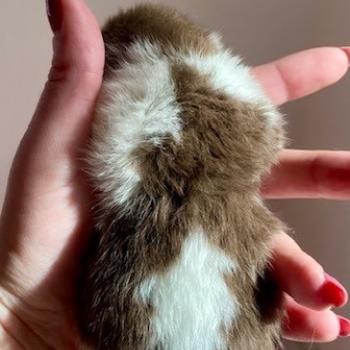 chaton British Shorthair chocolate bicolor BIS'MW Chatterie des 7'N Rock