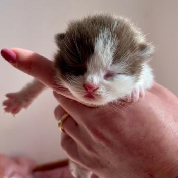 chaton British Shorthair chocolate bicolor BIS'MW Chatterie des 7'N Rock