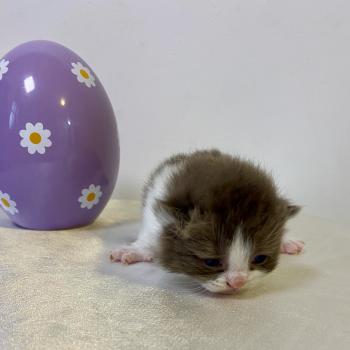 chaton British Shorthair chocolate bicolor BIS'MW Chatterie des 7'N Rock