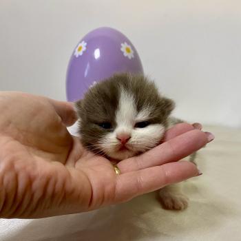 chaton British Shorthair chocolate bicolor BIS'MW Chatterie des 7'N Rock