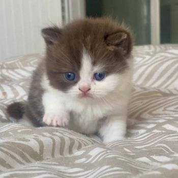 chaton British Shorthair chocolate bicolor BIS'MW Chatterie des 7'N Rock