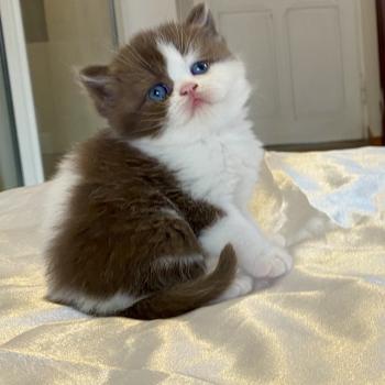 chaton British Shorthair chocolate bicolor BIS'MW Chatterie des 7'N Rock