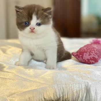 chaton British Shorthair chocolate bicolor BIS'MW Chatterie des 7'N Rock