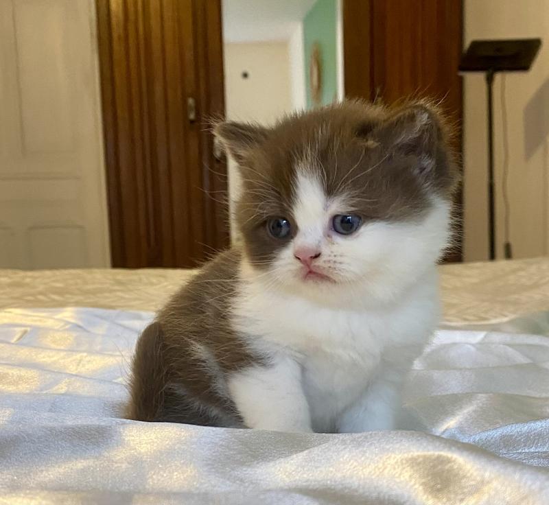 BIS'MW Femelle British Shorthair