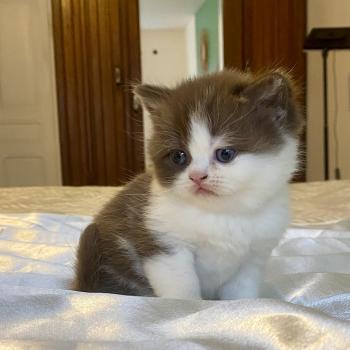 chaton British Shorthair chocolate bicolor BIS'MW Chatterie des 7'N Rock