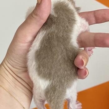 chaton British Shorthair lilac bicolor BLISS Chatterie des 7'N Rock