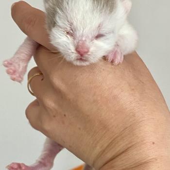 chaton British Shorthair lilac bicolor BLISS Chatterie des 7'N Rock