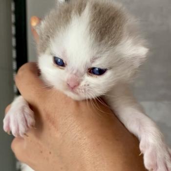 chaton British Shorthair lilac bicolor BLISS Chatterie des 7'N Rock