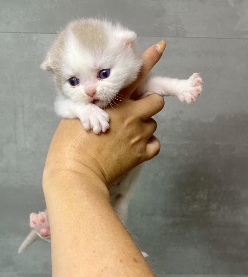 BLISS des 7'N Rock Mâle British Shorthair