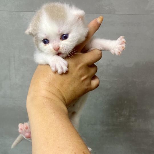 BLISS des 7'N Rock Mâle British Shorthair