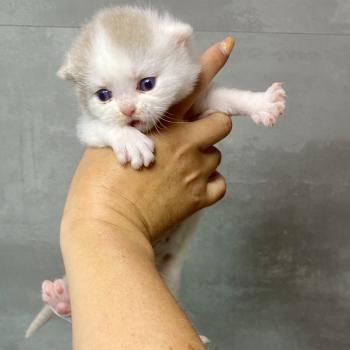 chaton British Shorthair lilac bicolor BLISS Chatterie des 7'N Rock